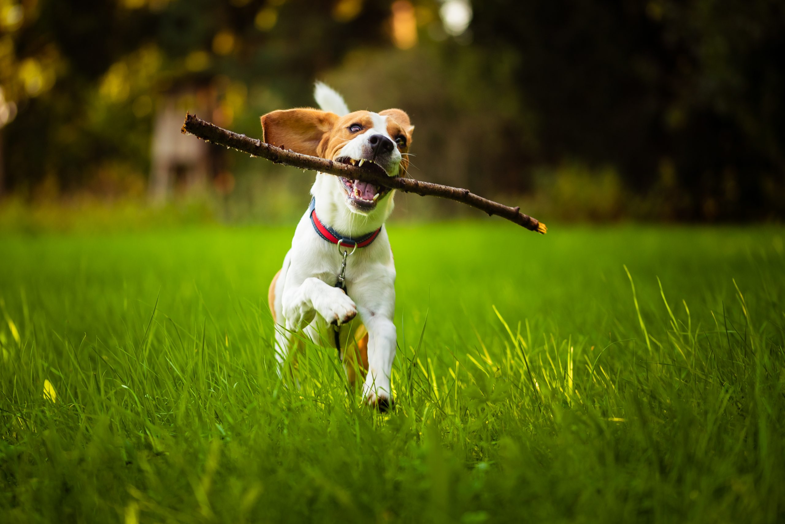 Beagle dog fun on meadow in summer outdoors run and jump with st